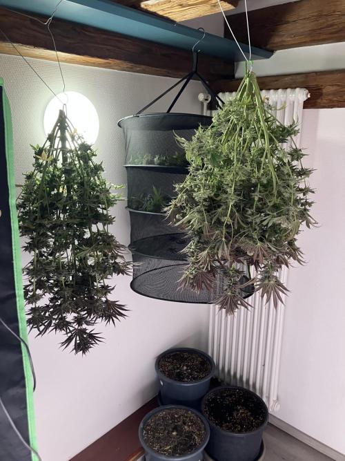 HINDU KUSH Divine Seeds. Week 11