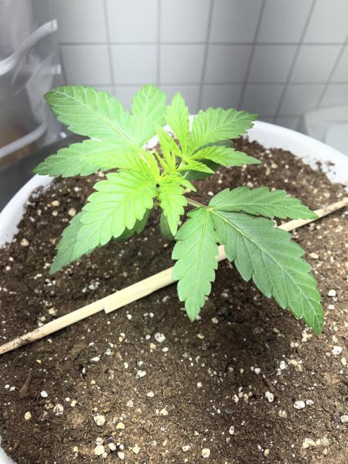 FORBIDDEN BLUEPRINT / PCG. Week 2