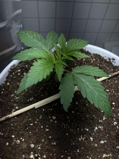 FORBIDDEN BLUEPRINT / PCG. Week 2