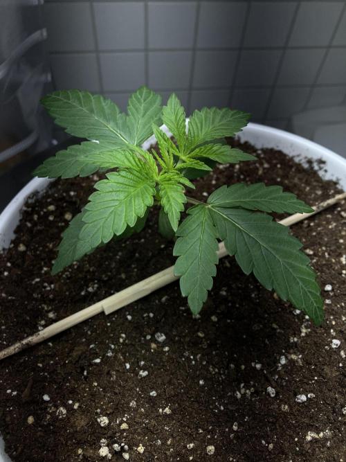 FORBIDDEN BLUEPRINT / PCG. Week 2