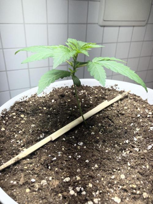 FORBIDDEN BLUEPRINT / PCG. Week 2