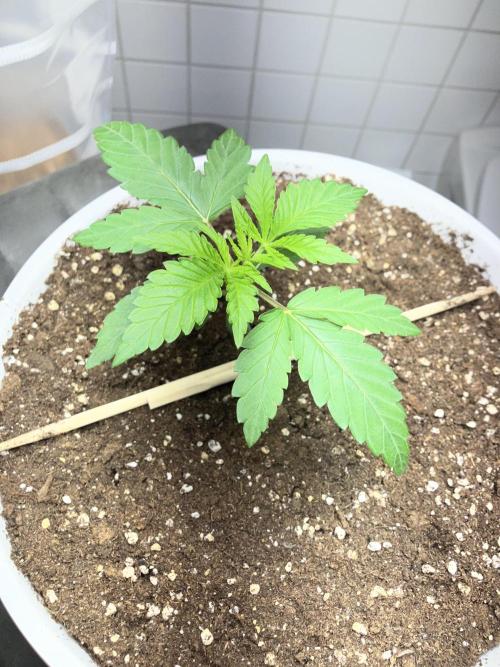 FORBIDDEN BLUEPRINT / PCG. Week 2