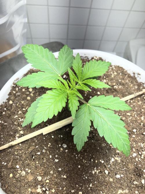 FORBIDDEN BLUEPRINT / PCG. Week 2