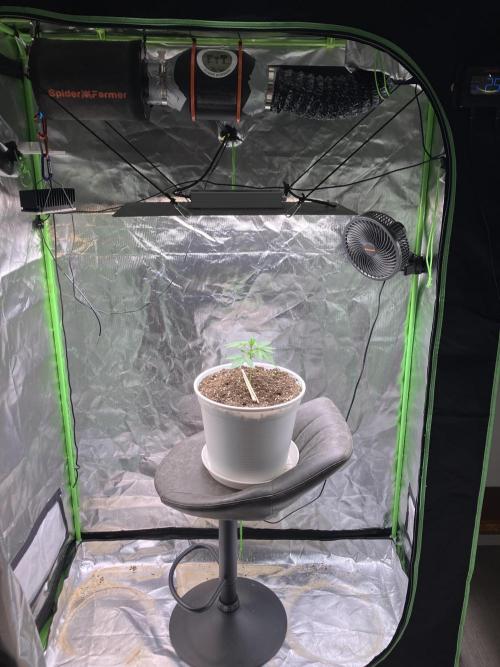 FORBIDDEN BLUEPRINT / PCG. Week 2