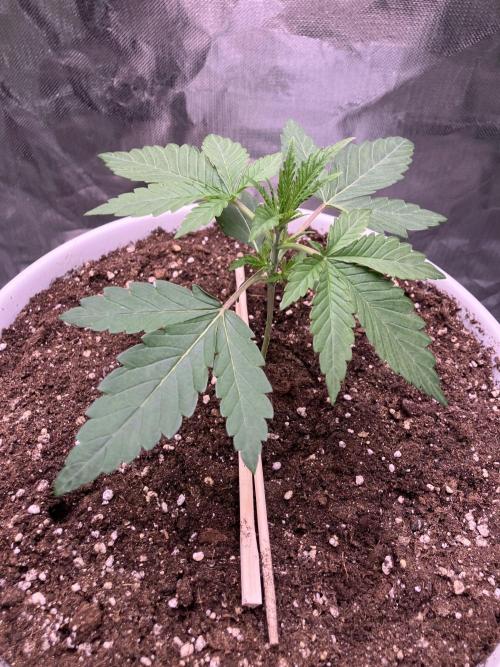 FORBIDDEN BLUEPRINT / PCG. Week 2