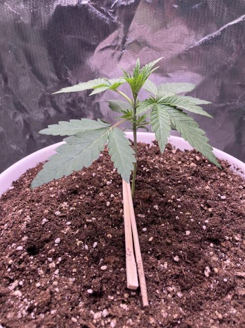 FORBIDDEN BLUEPRINT / PCG. Week 2