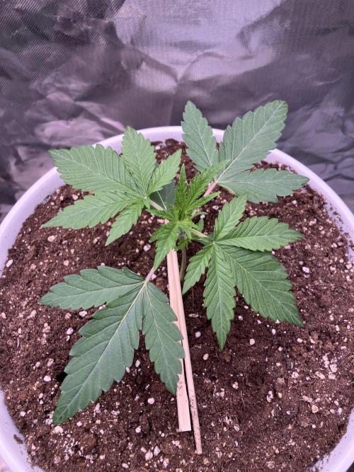 FORBIDDEN BLUEPRINT / PCG. Week 2