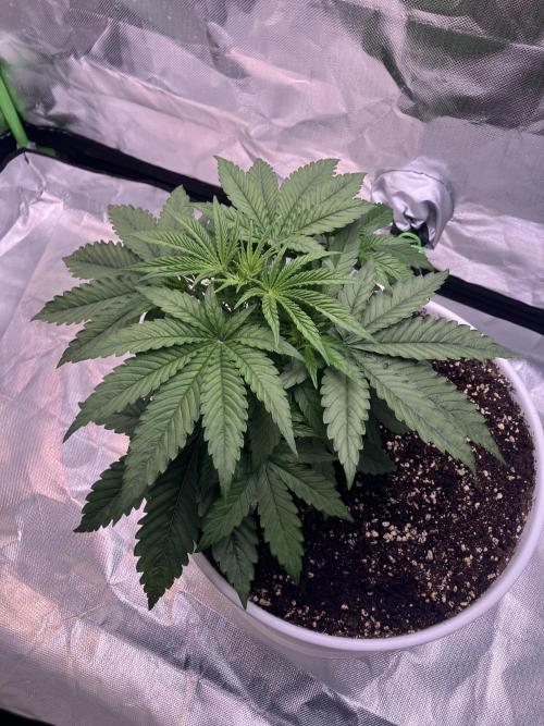 FORBIDDEN BLUEPRINT / PCG. Week 3