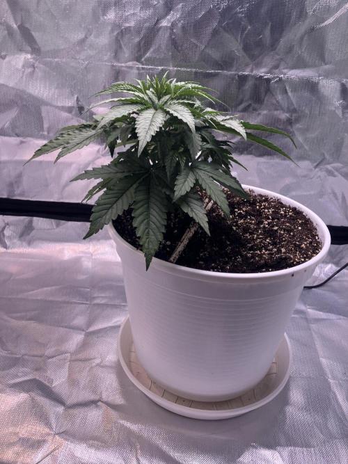 FORBIDDEN BLUEPRINT / PCG. Week 3