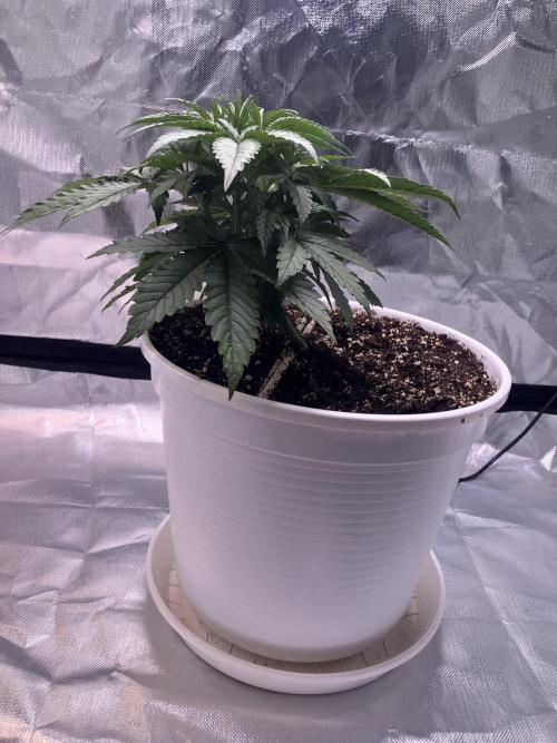 FORBIDDEN BLUEPRINT / PCG. Week 3