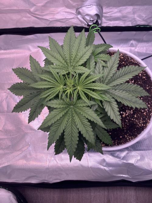 FORBIDDEN BLUEPRINT / PCG. Week 3