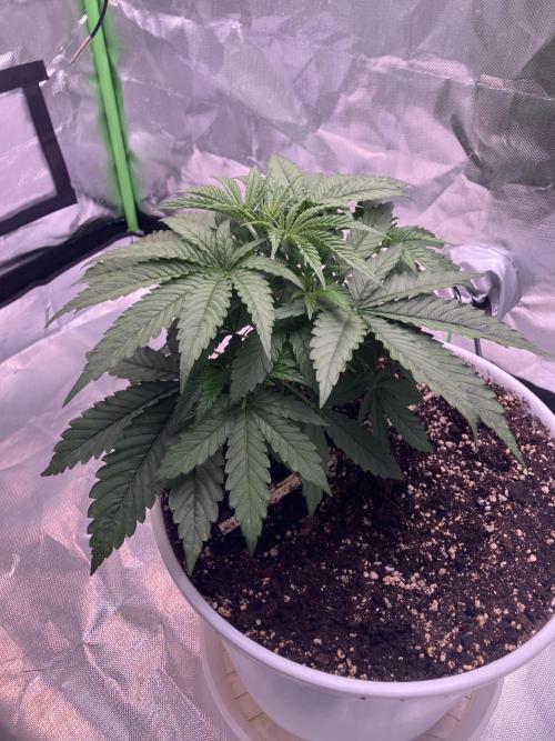 FORBIDDEN BLUEPRINT / PCG. Week 3