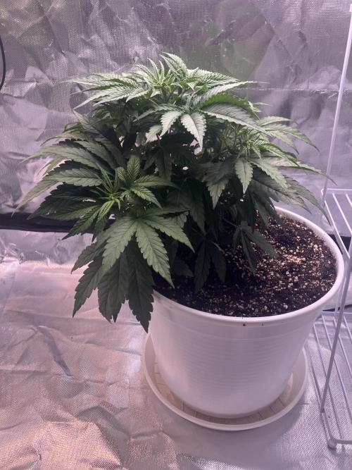 FORBIDDEN BLUEPRINT / PCG. Week 4