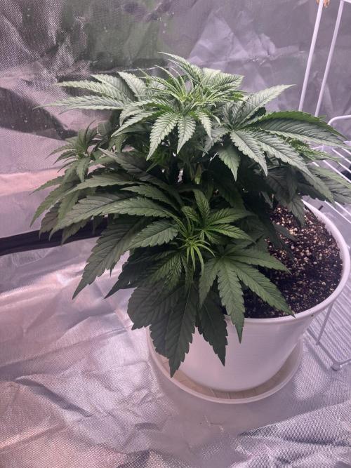 FORBIDDEN BLUEPRINT / PCG. Week 4