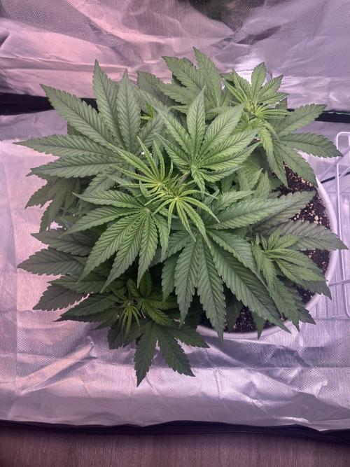 FORBIDDEN BLUEPRINT / PCG. Week 4