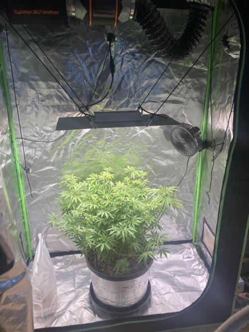 FORBIDDEN BLUEPRINT / PCG. Week 9