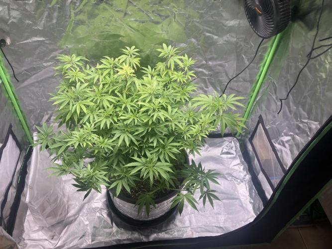 FORBIDDEN BLUEPRINT / PCG. Week 9