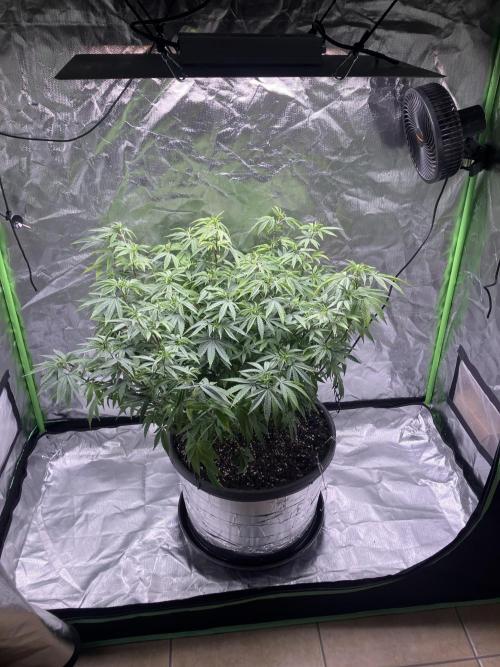 FORBIDDEN BLUEPRINT / PCG. Week 10