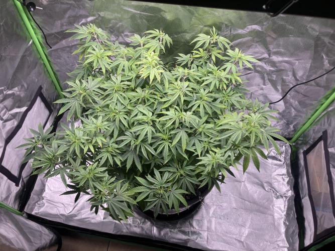 FORBIDDEN BLUEPRINT / PCG. Week 10