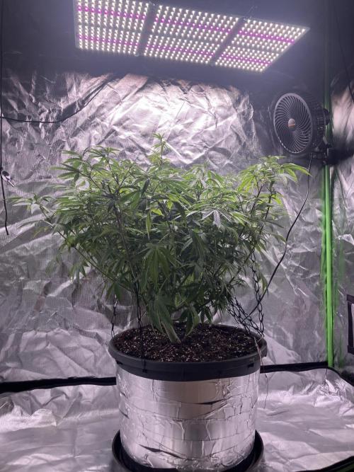 FORBIDDEN BLUEPRINT / PCG. Week 10