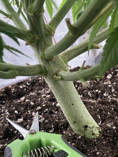 FORBIDDEN BLUEPRINT / PCG. Week 10