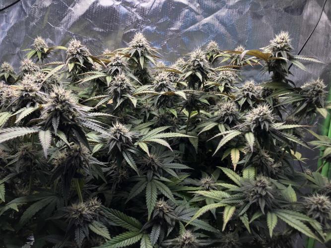 Forbidden Blueprint. Week 12
