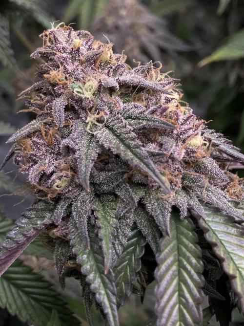 Forbidden Blueprint. Week 14