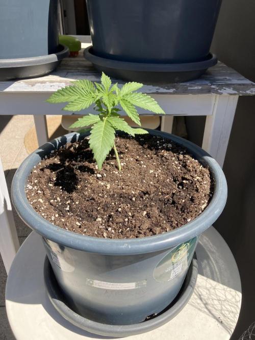 AFBERRY Purple City Genetics. Week 0
