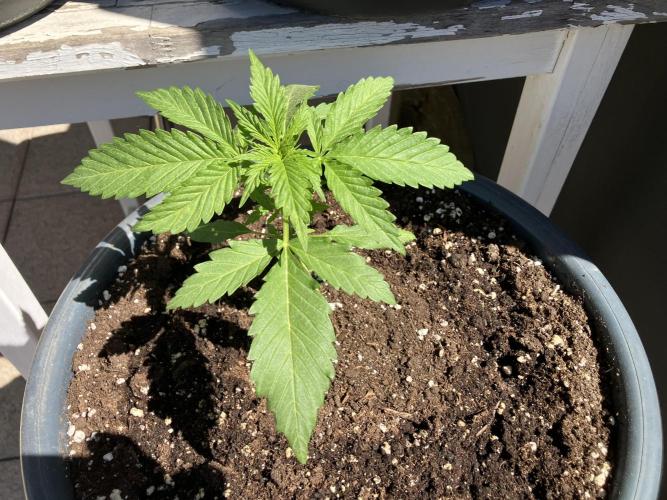 Afberry. Week 0