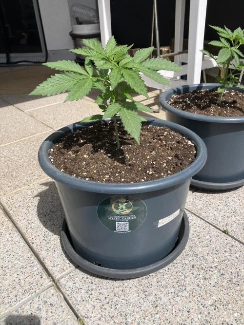 AFBERRY Purple City Genetics. Week 1