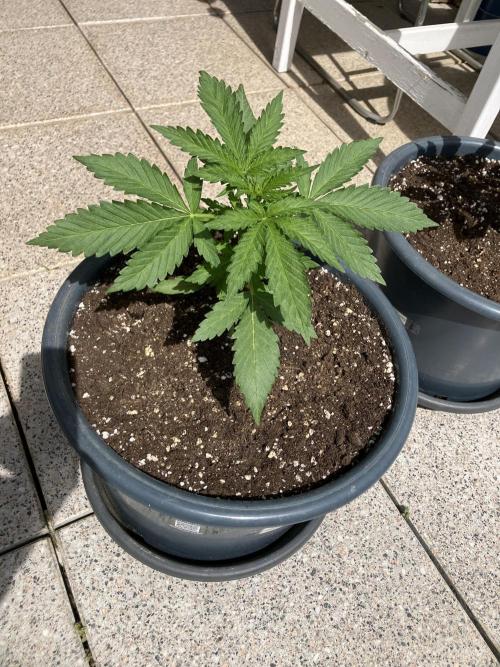 AFBERRY Purple City Genetics. Week 1