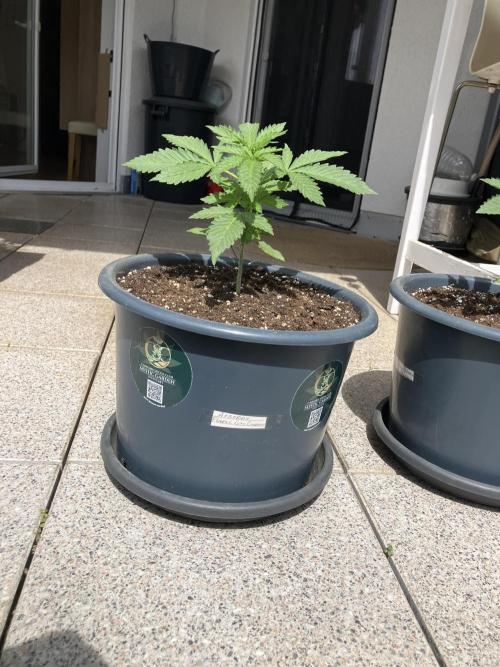 Afberry. Week 1