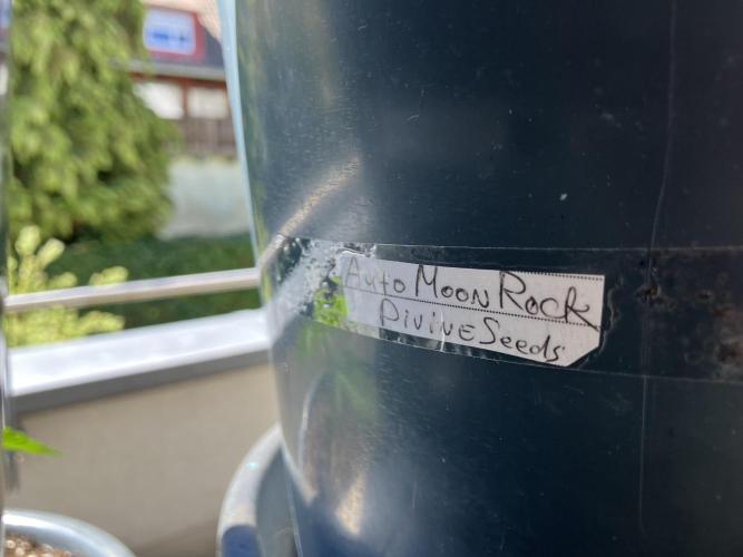 AUTO MOON ROCK Divine Seeds. Week 0