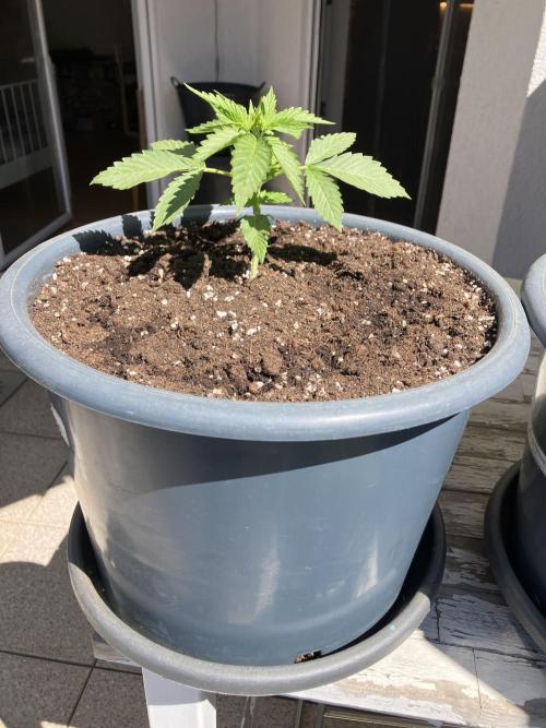 AUTO MOON ROCK Divine Seeds. Week 0