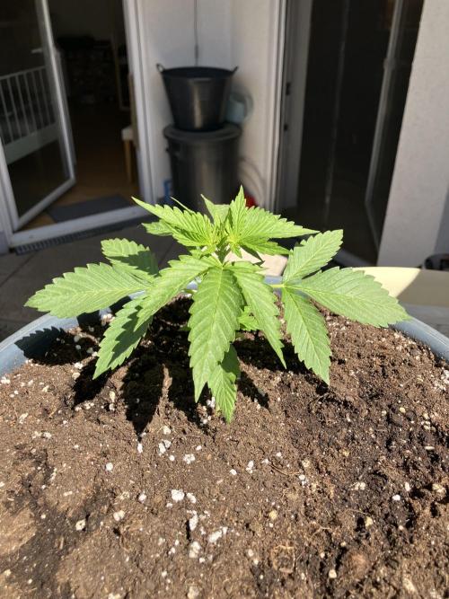 AUTO MOON ROCK Divine Seeds. Week 0