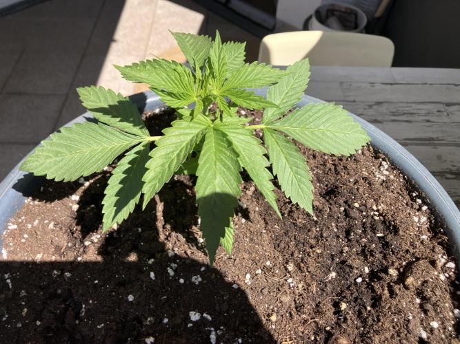 Auto Moon Rock. Week 0