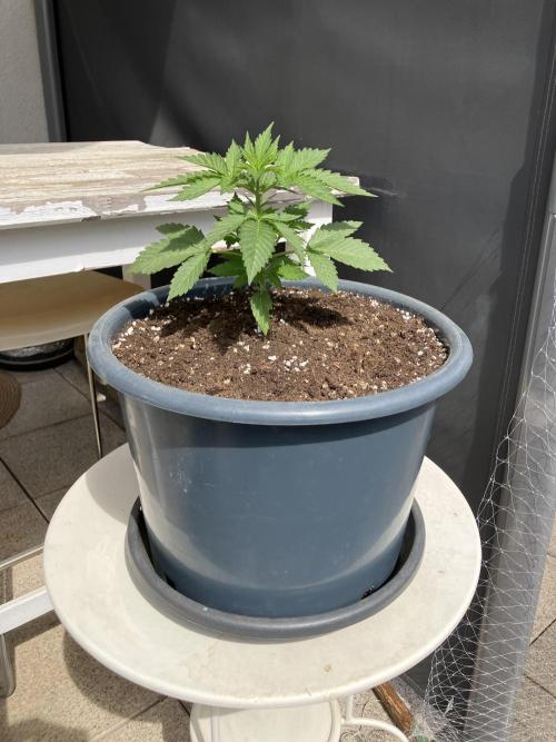 AUTO MOON ROCK Divine Seeds. Week 1