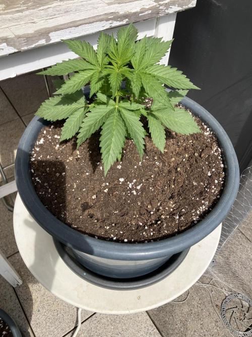 AUTO MOON ROCK Divine Seeds. Week 1