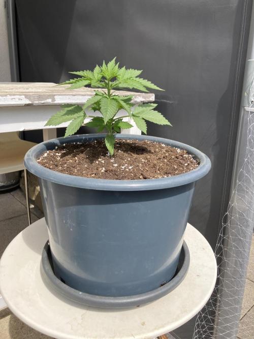Auto Moon Rock. Week 1