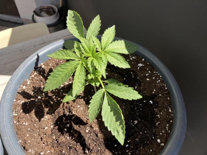 PERSIAN MULBERRY Purple City Genetics. Week 0