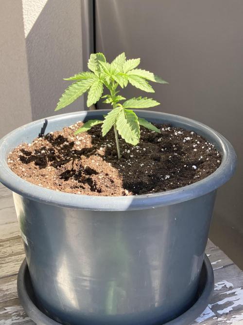 Persian Mulberry. Week 0