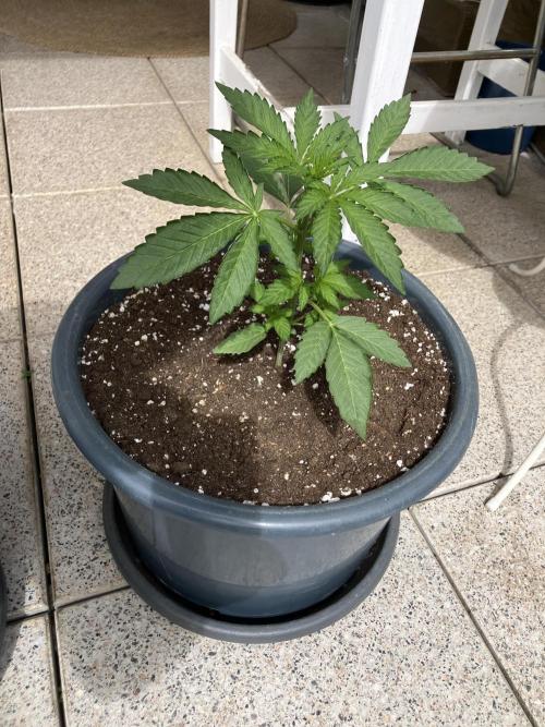PERSIAN MULBERRY Purple City Genetics. Week 1