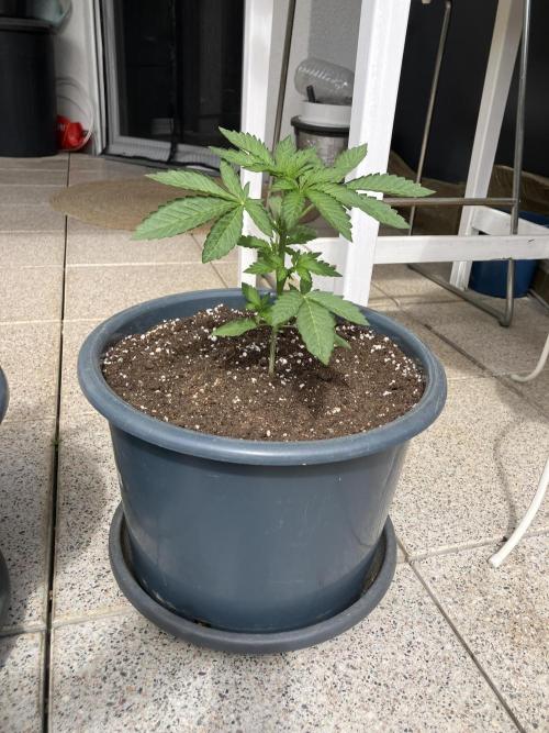 PERSIAN MULBERRY Purple City Genetics. Week 1