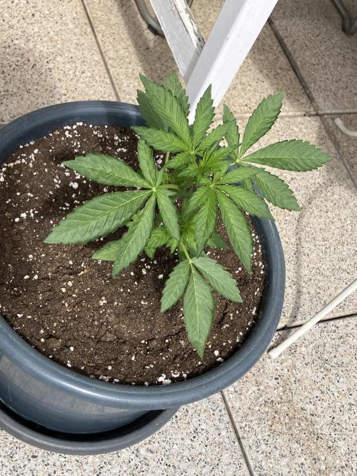 PERSIAN MULBERRY Purple City Genetics. Week 1