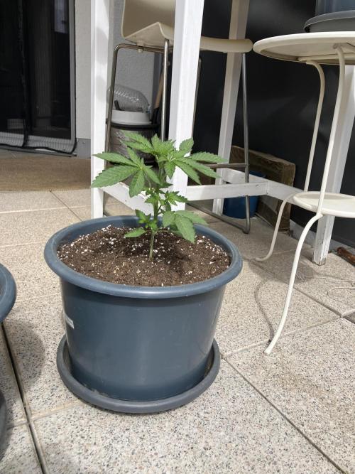 Persian Mulberry. Week 1