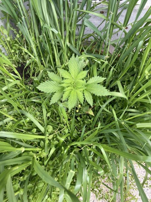 BLUE CHEESE Divine Seeds. Week 1