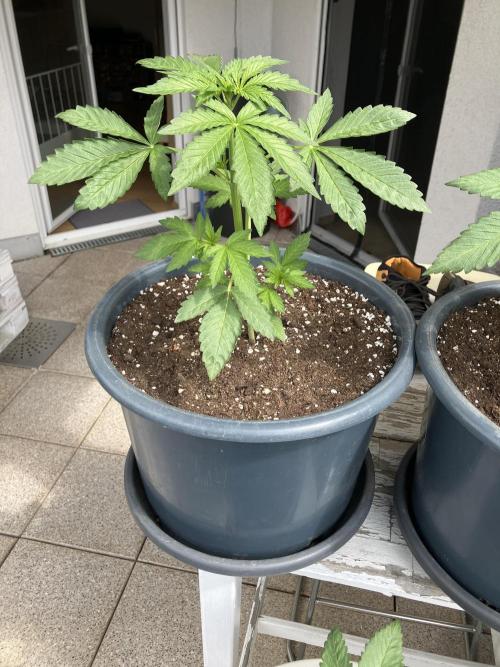 PERSIAN MULBERRY Purple City Genetics. Week 2