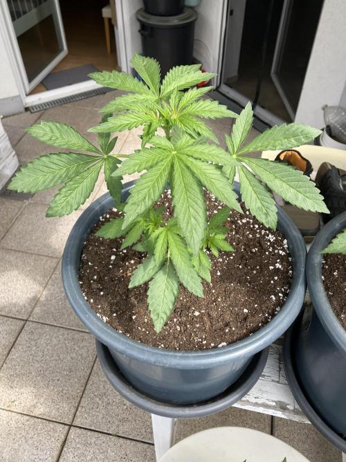 PERSIAN MULBERRY Purple City Genetics. Week 2