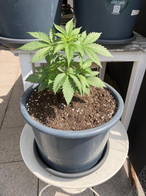 AUTO MOON ROCK Divine Seeds. Week 2