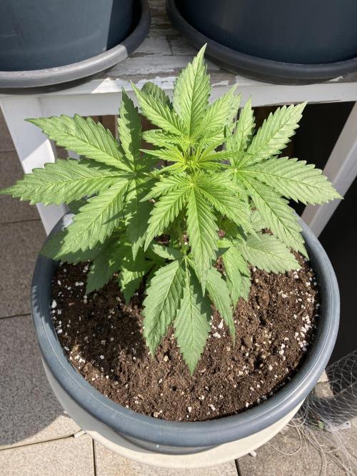AUTO MOON ROCK Divine Seeds. Week 2